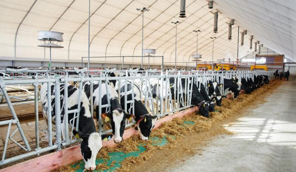 cow-milk-industrial-automated-farm-cows-paddock-with-tags-ears-eat-hay-rest_154092-15584