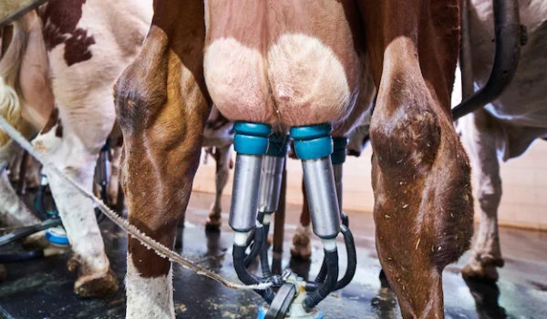 udders-cow-connected-milking-machine-dairy-farm_213438-3287