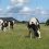 Group-and-herd-management-header-1280x683