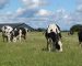Group-and-herd-management-header-1280x683
